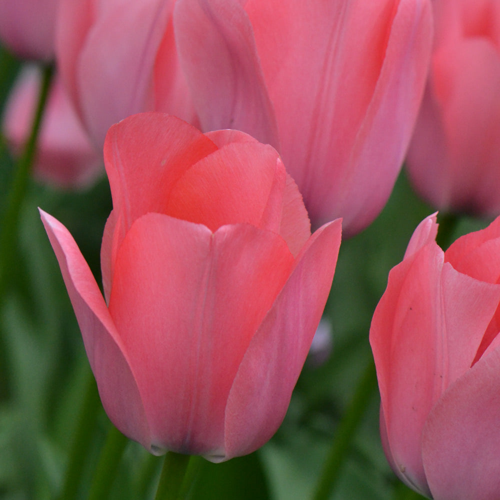 Tulip 'Bella Blush'