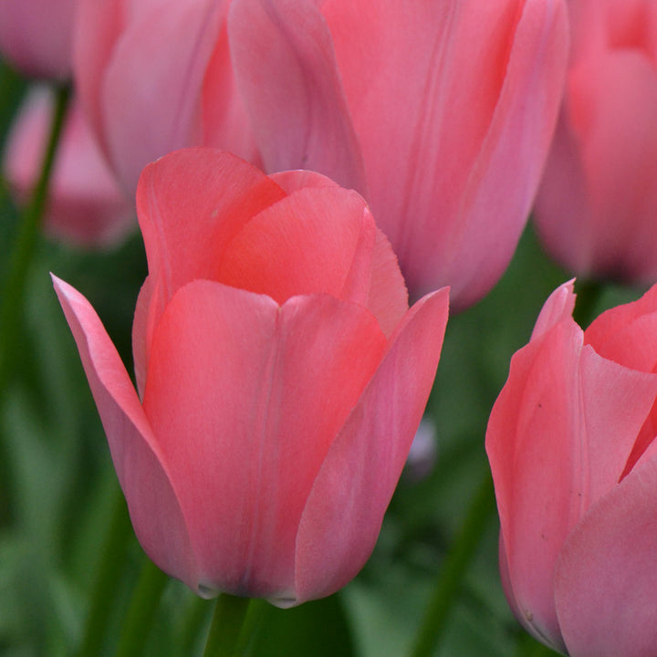 Tulip 'Bella Blush'