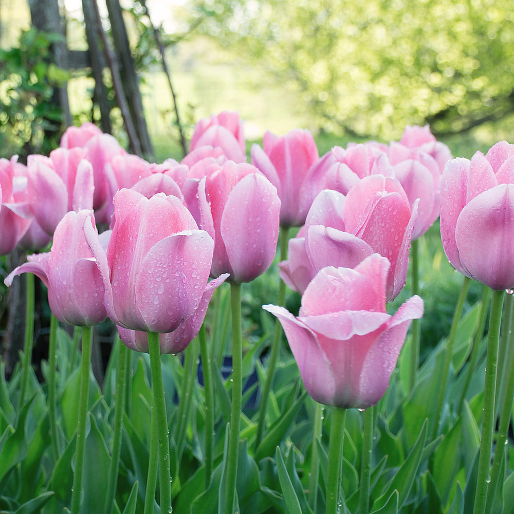 Tulip 'Bella Blush'