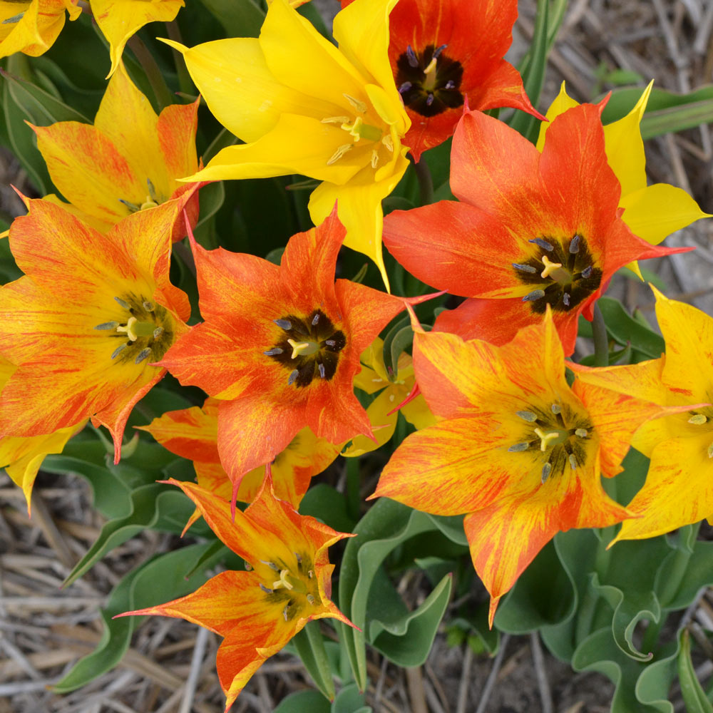 Tulip 'Vendee Globe'