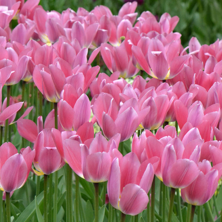 Tulip 'Light and Dreamy'