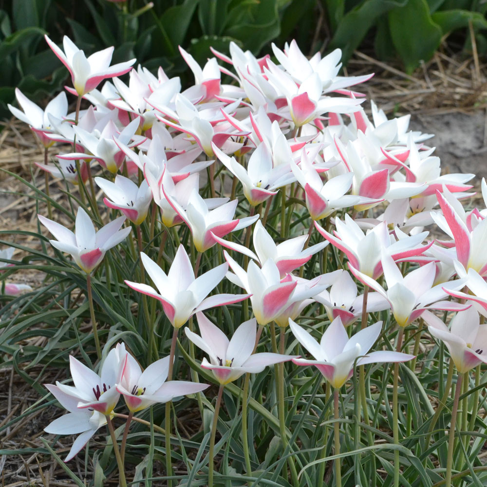 Tulip 'Lady Jane'
