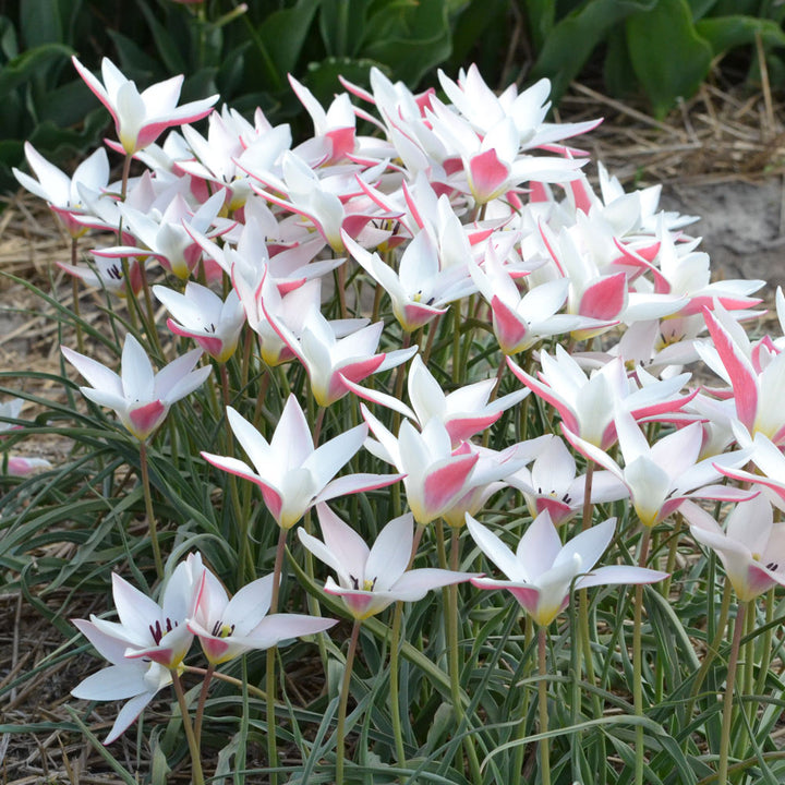 Tulip 'Lady Jane'