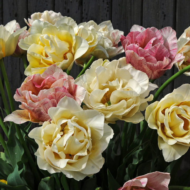 Tulip 'Silk Road'