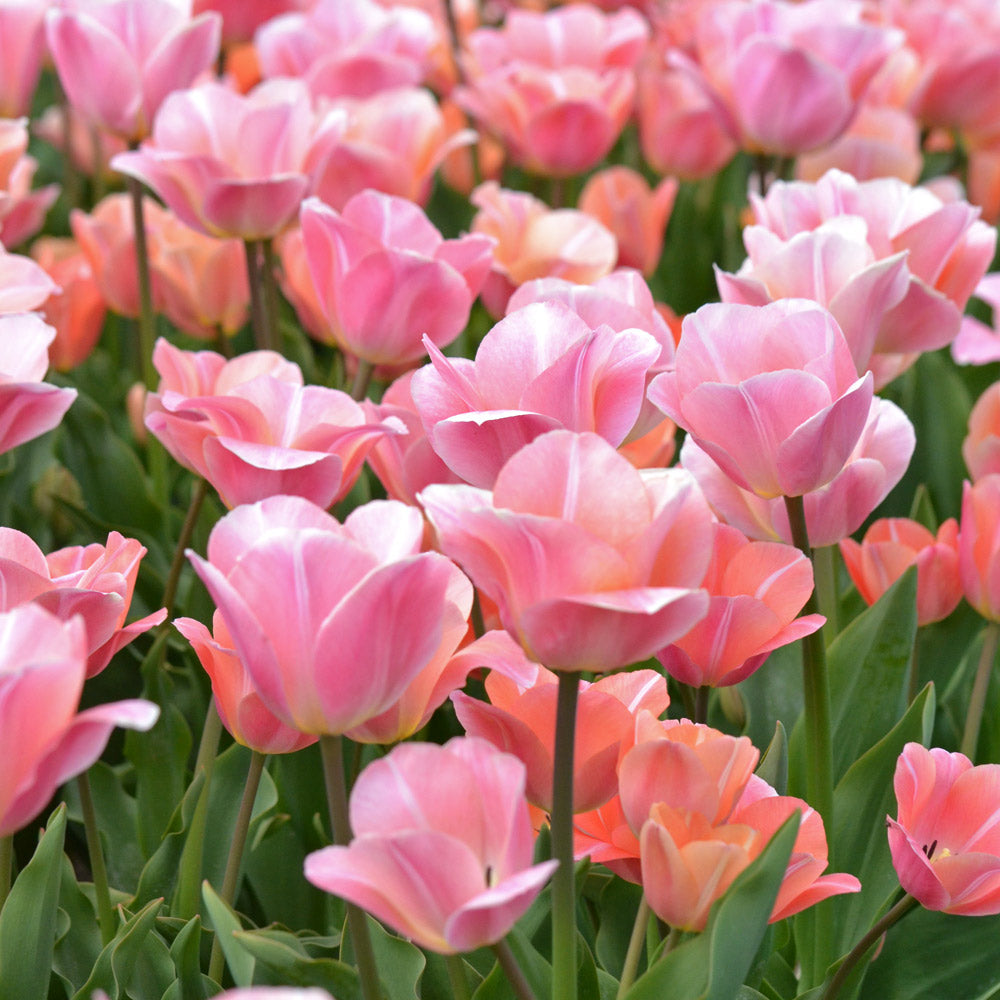 Tulip 'Jeu d'Amour'