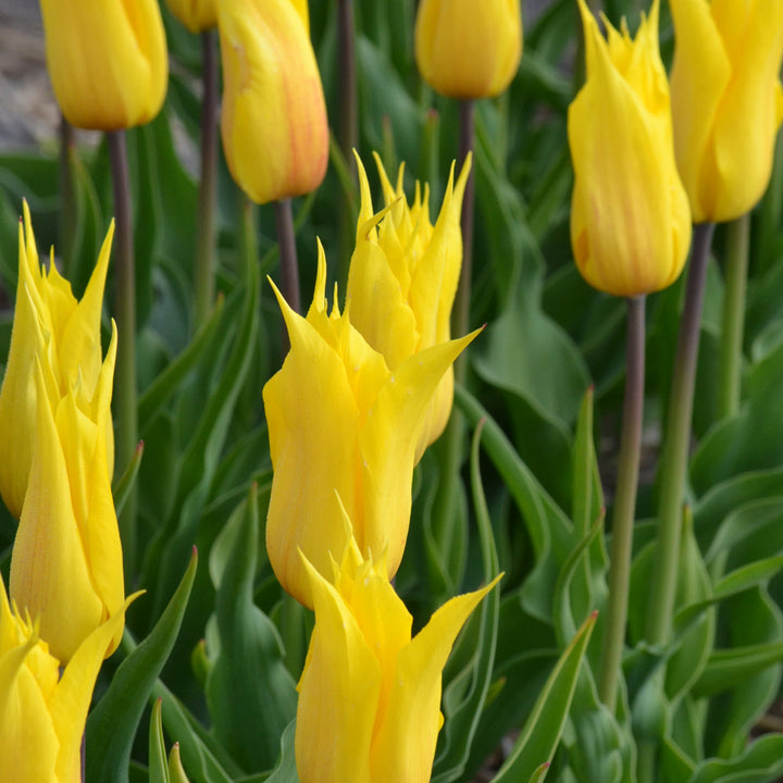 Tulip 'La Perla'