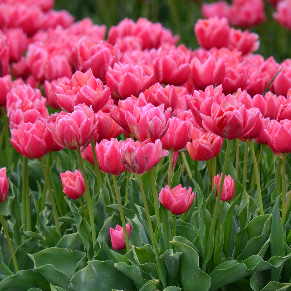 Tulip 'Pink Symbiose'
