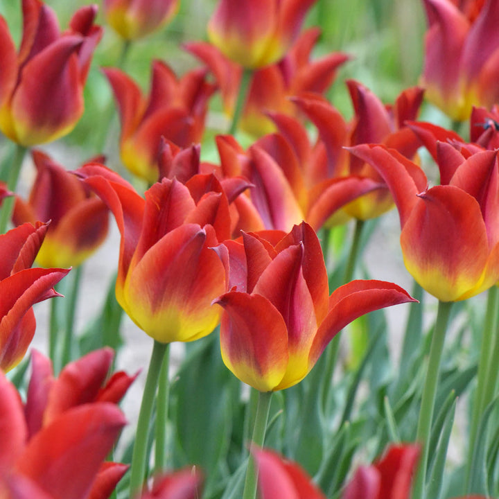 Tulip 'Striking Match'