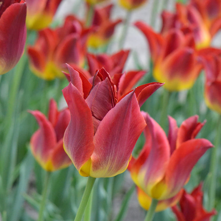 Tulip 'Striking Match'