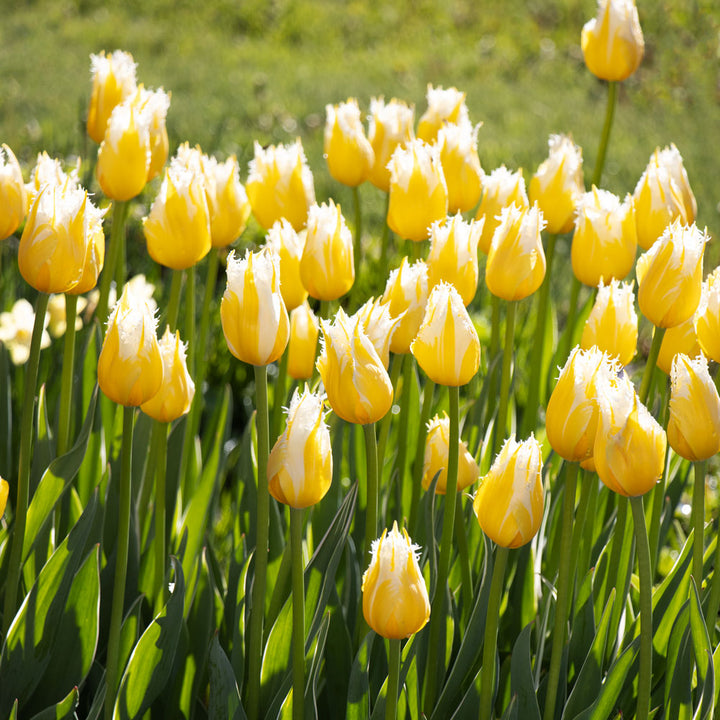 Tulip 'Burning Flame'
