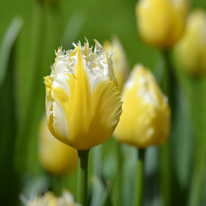 Tulip 'Burning Flame'