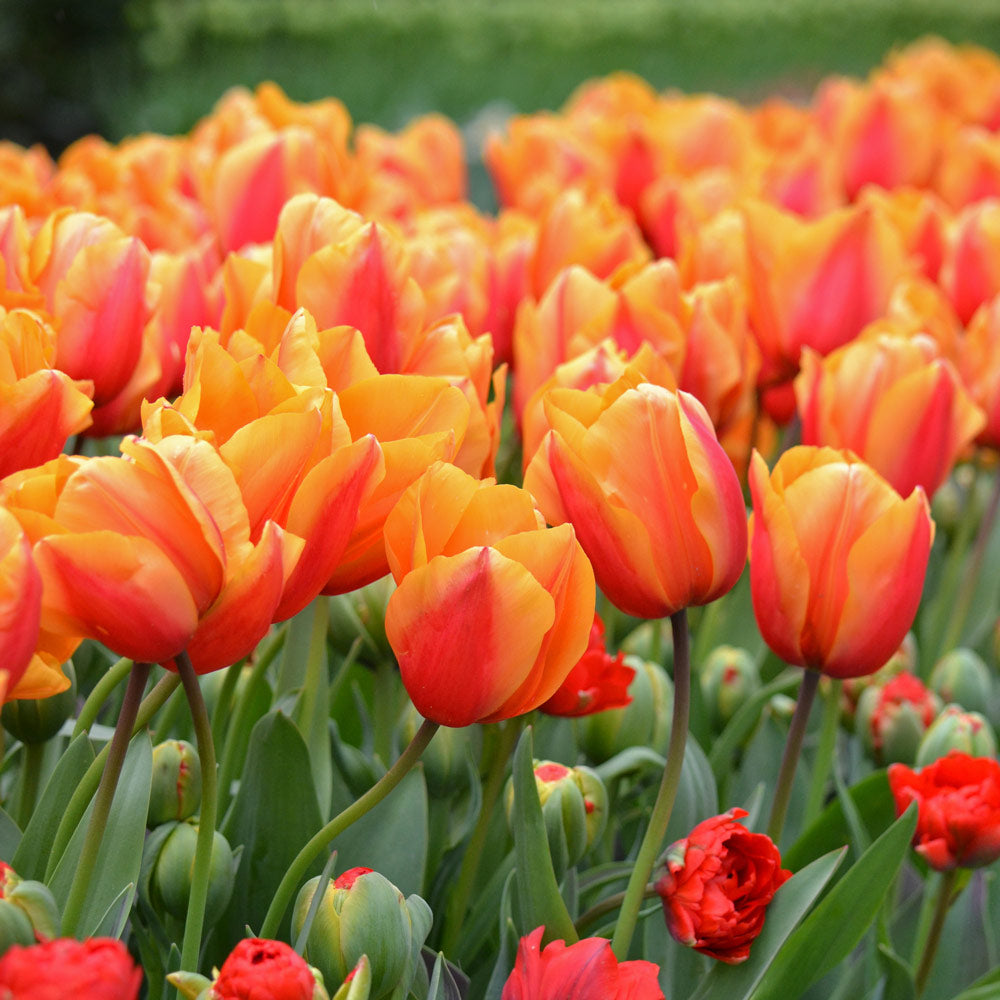 Tulip 'Salmon Lalibela'