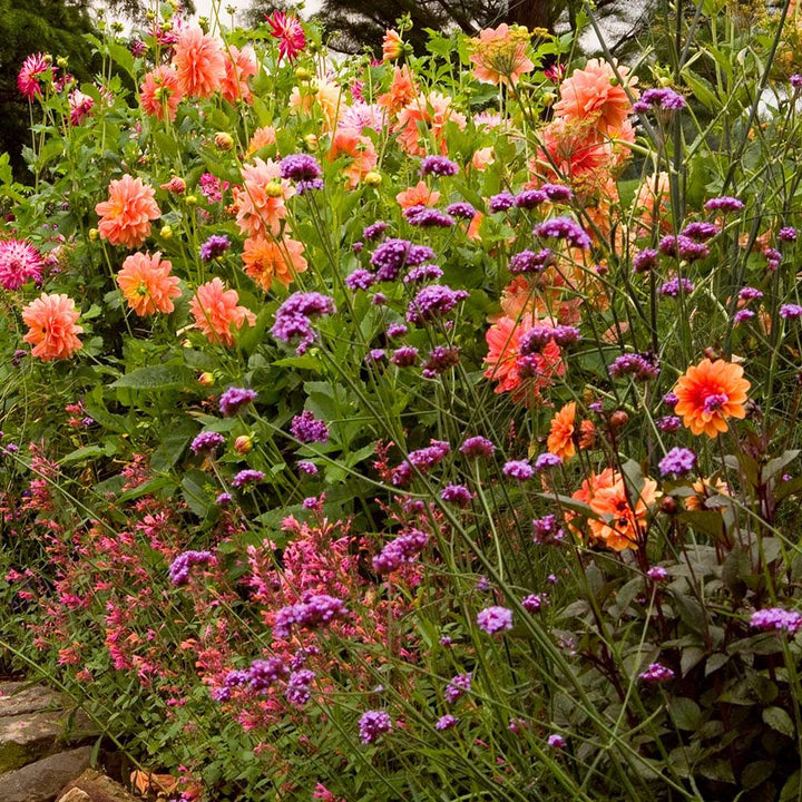 Dahlia 'Ace Summer Sunset'