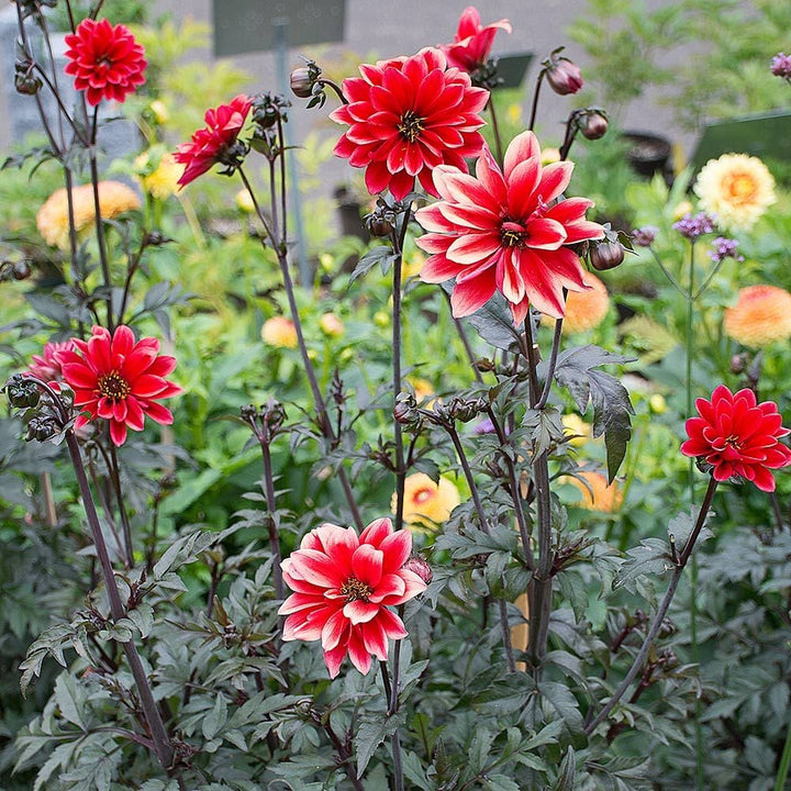 Dahlia 'Bishop of Llandaff'