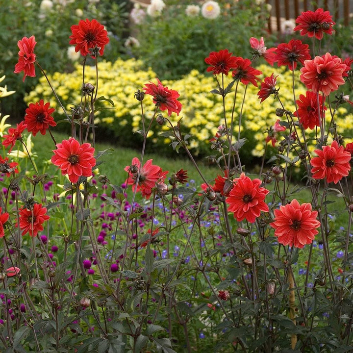 Dahlia 'Bishop of Llandaff'