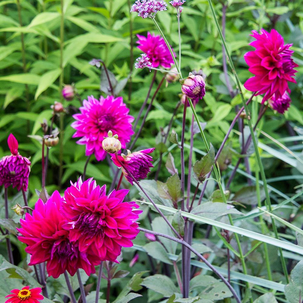 Dahlia 'Engelhardt's Matador'