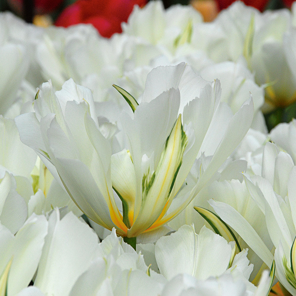 Long-Season White Tulip Cutting Garden