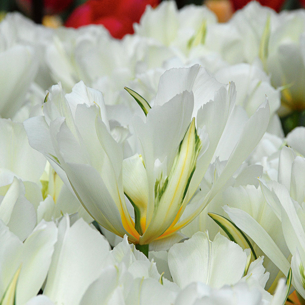Tulip 'Exotic Emperor'