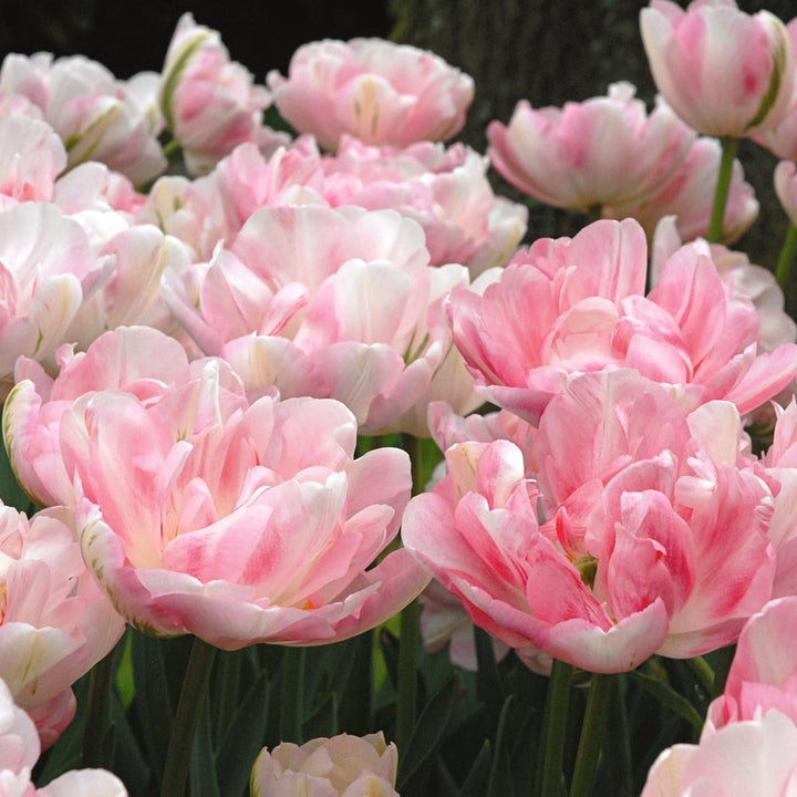 Watercolor Tulip Collection