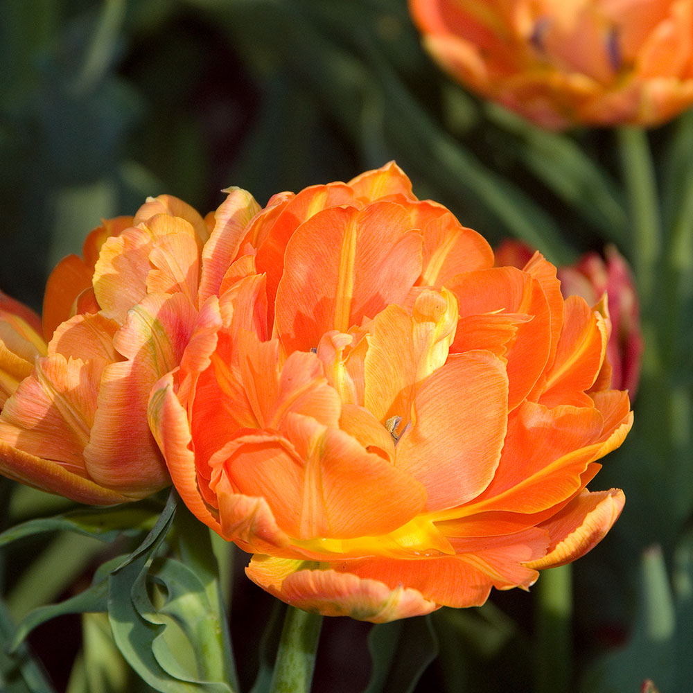 Tulip 'Orca'