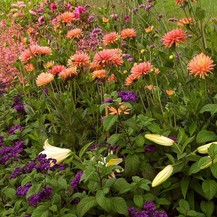 Dahlia 'Karma Corona'