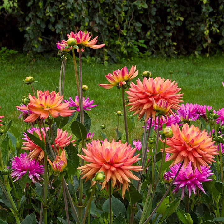 Dahlia 'Karma Sangria'