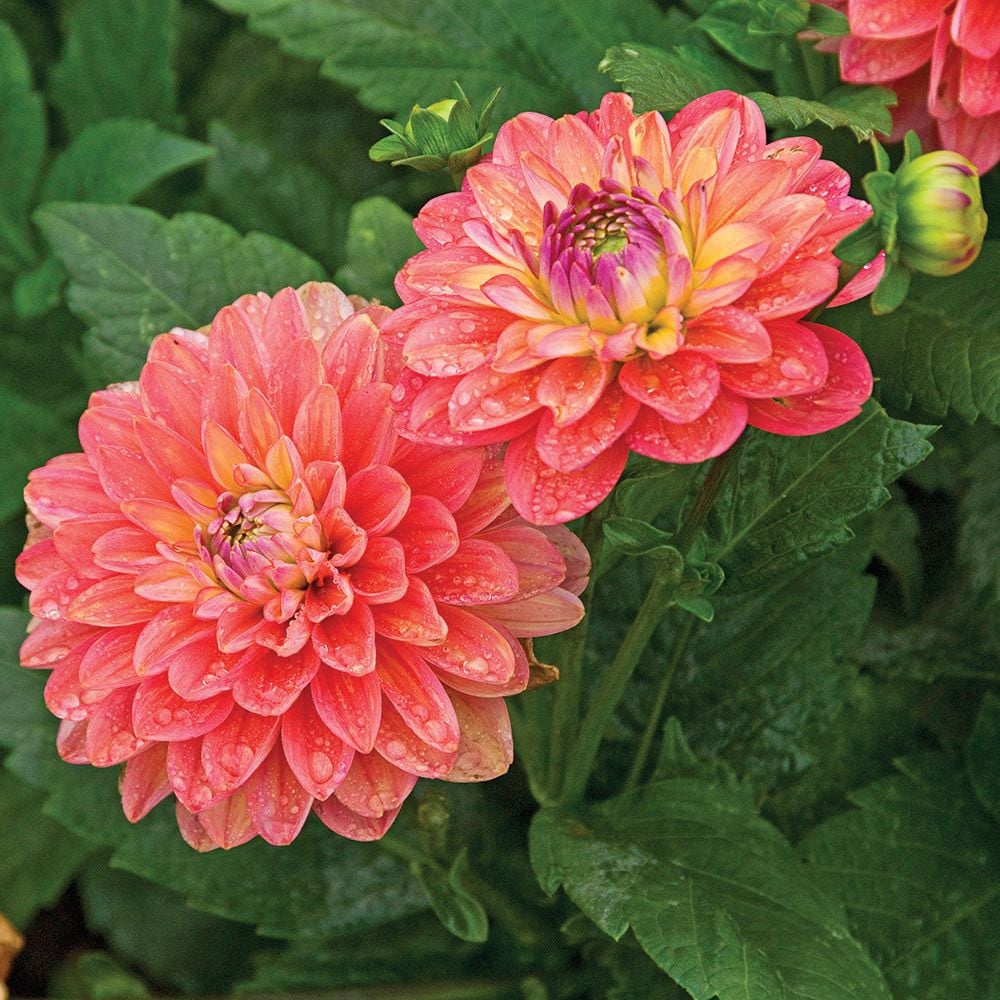 Dahlia 'Melody Allegro'