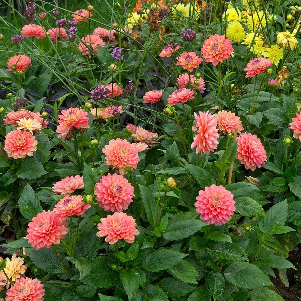 Dahlia 'Melody Allegro'