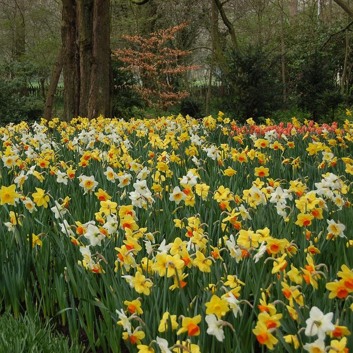 Professional's Naturalizing Daffodil Mix