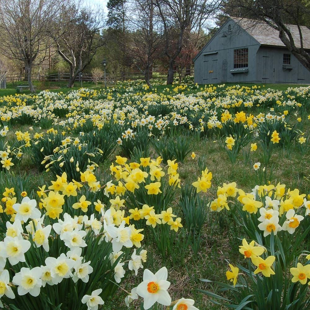 The Works Daffodil Mix, Southern Style