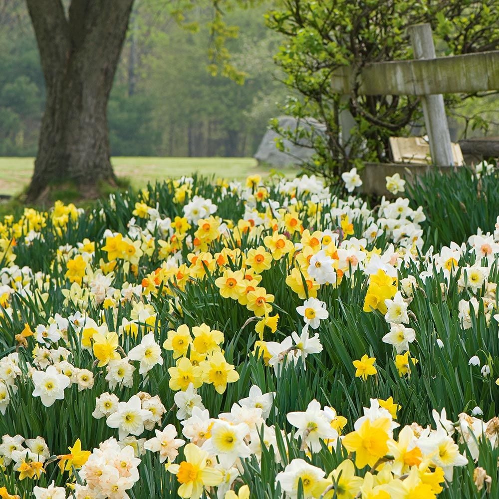 The Works Daffodil Mix, Southern Style