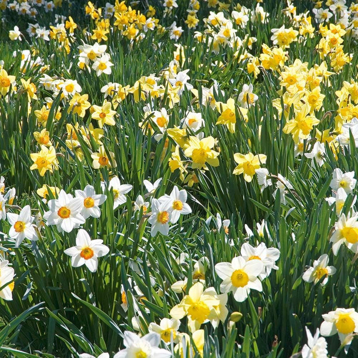 The Works Daffodil Mix, Southern Style