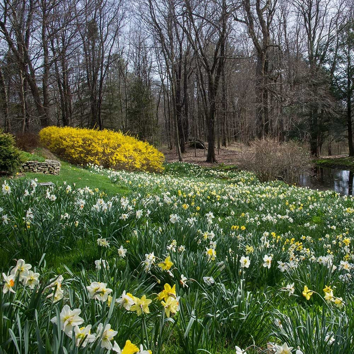 The Works Daffodil Mix, Southern Style