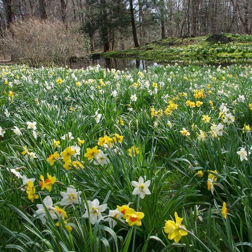 The Works Daffodil Mix, Southern Style