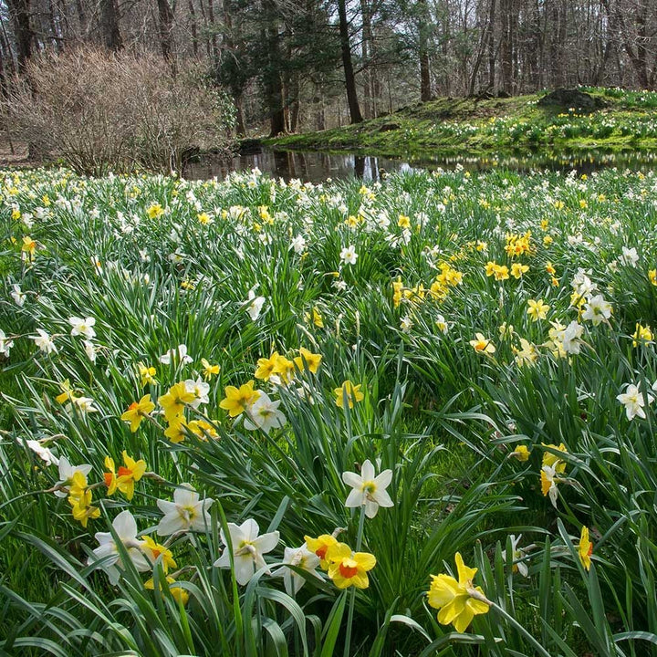 The Works Daffodil Mix, Southern Style
