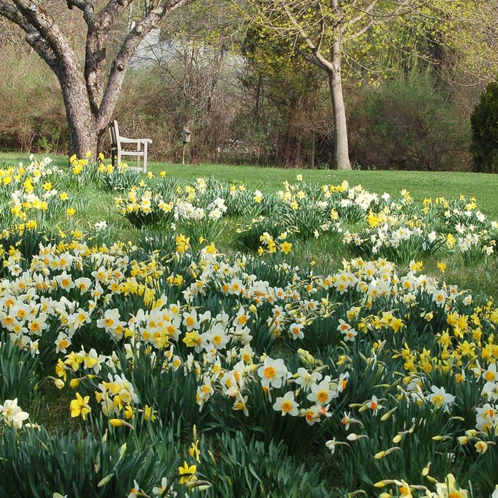 Professional's Naturalizing Daffodil Mix