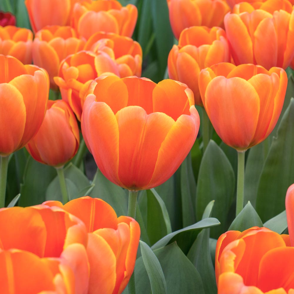 Tulip 'Triple A' – White Flower Farm