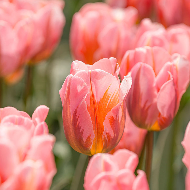 Crown Jewels Tulip Trio