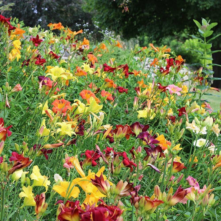 Crescendo Daylily Collection