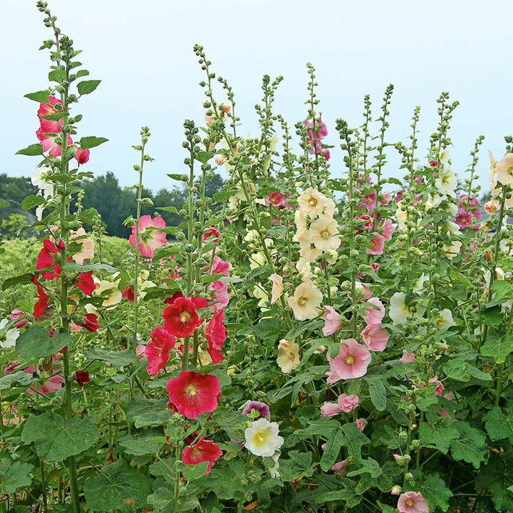 Alcea Perennial Singles