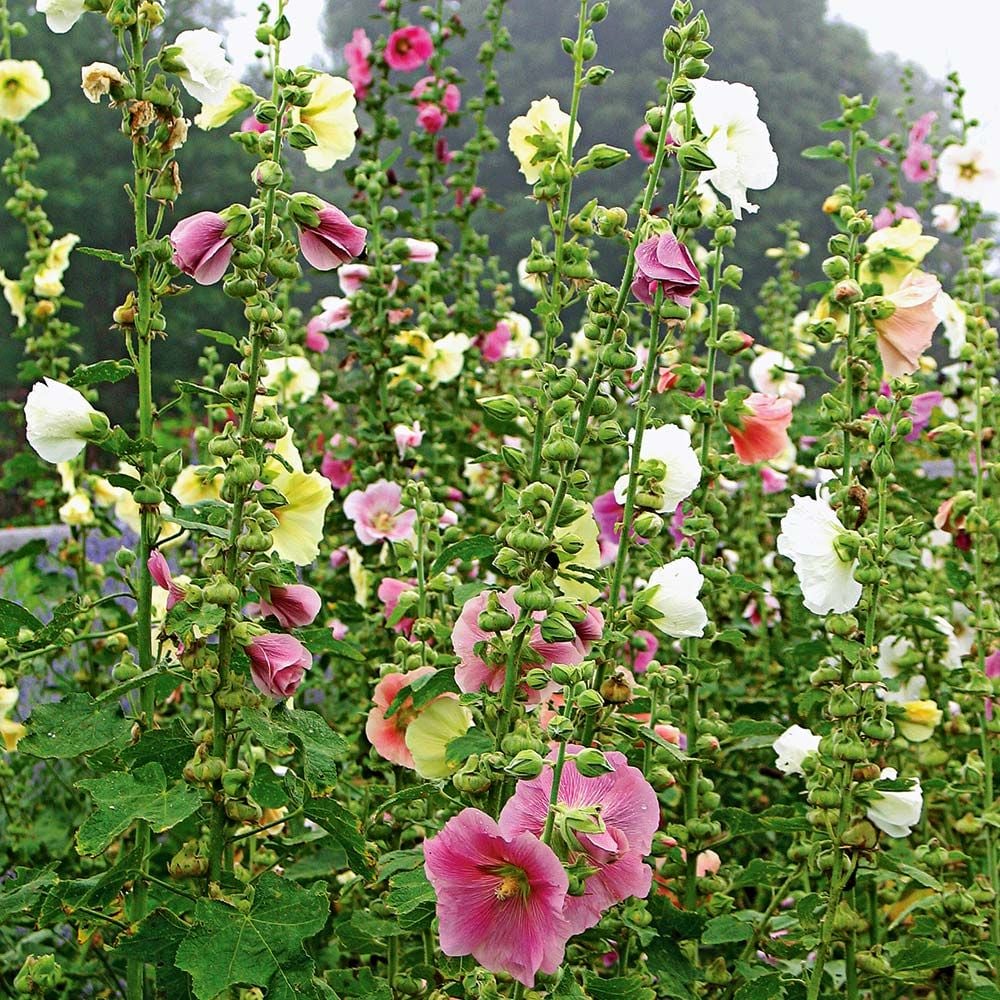 Alcea Perennial Singles