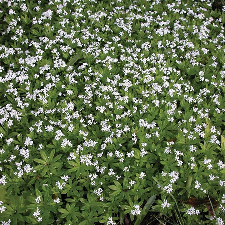 Galium odoratum