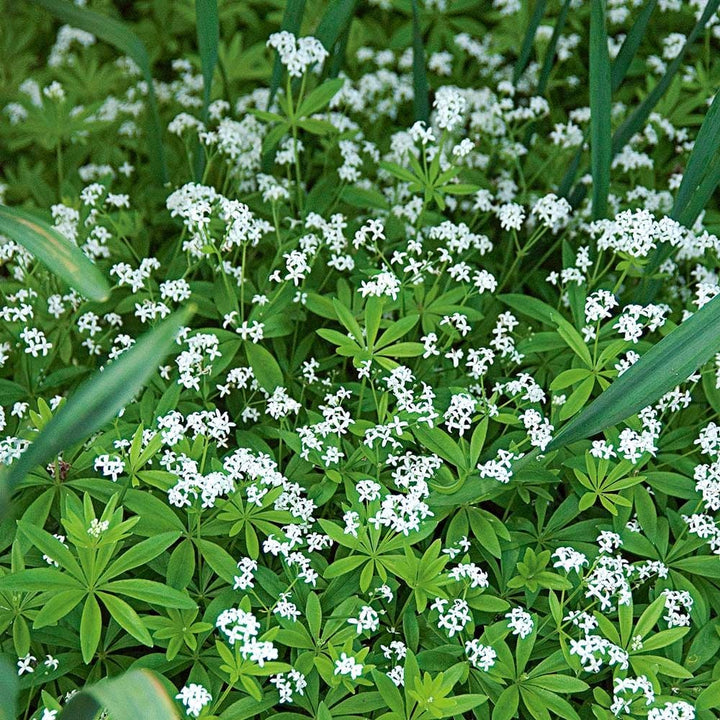 Galium odoratum