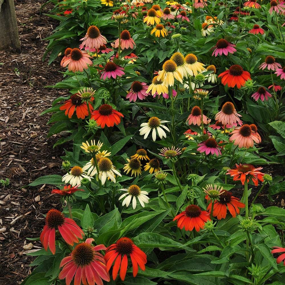Echinacea 'Cheyenne Spirit'