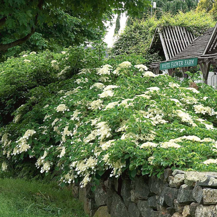 Hydrangea anomala subsp. petiolaris