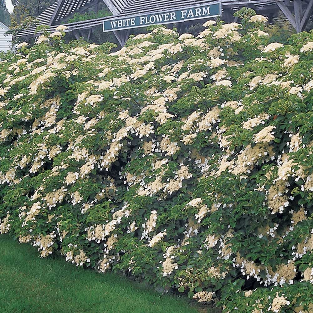 Hydrangea anomala subsp. petiolaris