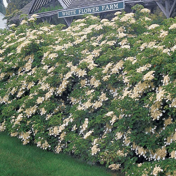 Hydrangea anomala subsp. petiolaris