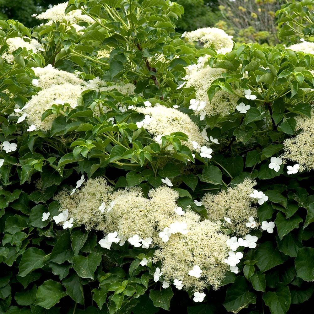 Hydrangea anomala subsp. petiolaris