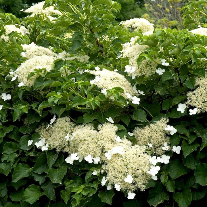 Hydrangea anomala subsp. petiolaris
