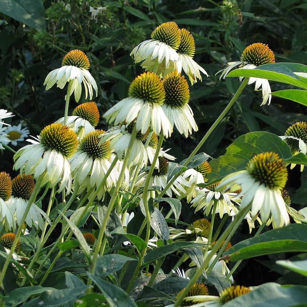 Echinacea purpurea 'White Swan'